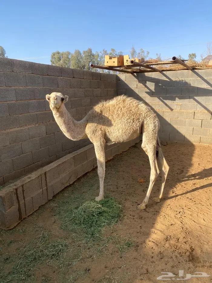 قعود لباني 0