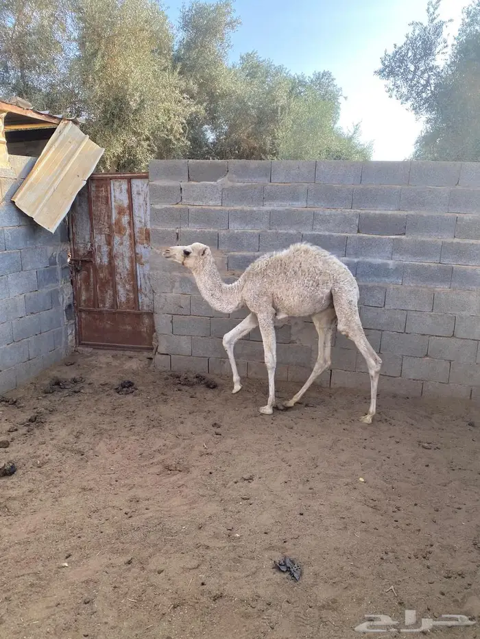 قعود لباني 1