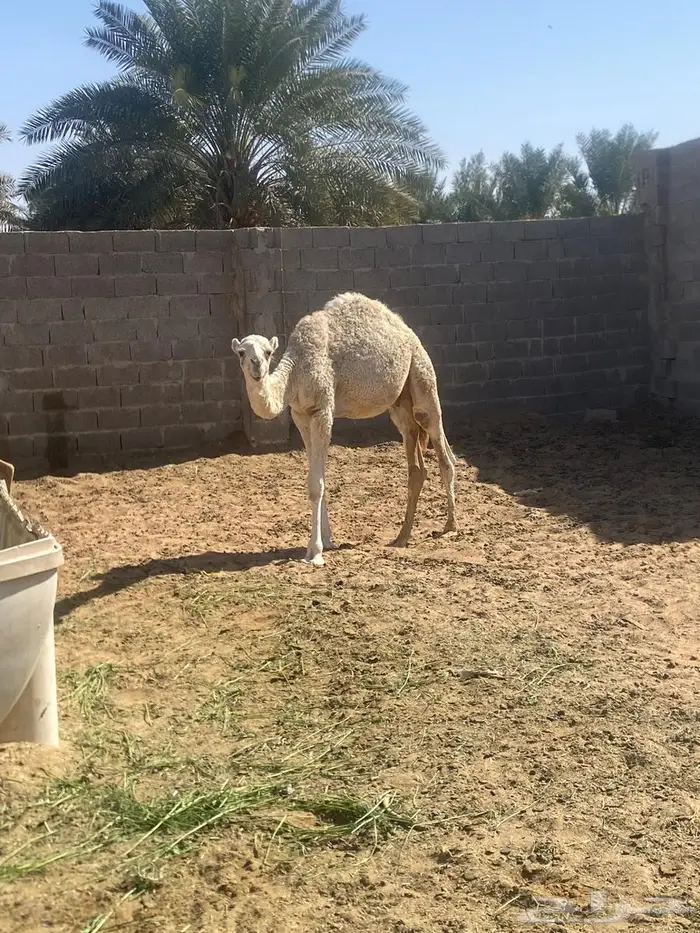 حشوان قعود وبكره 3