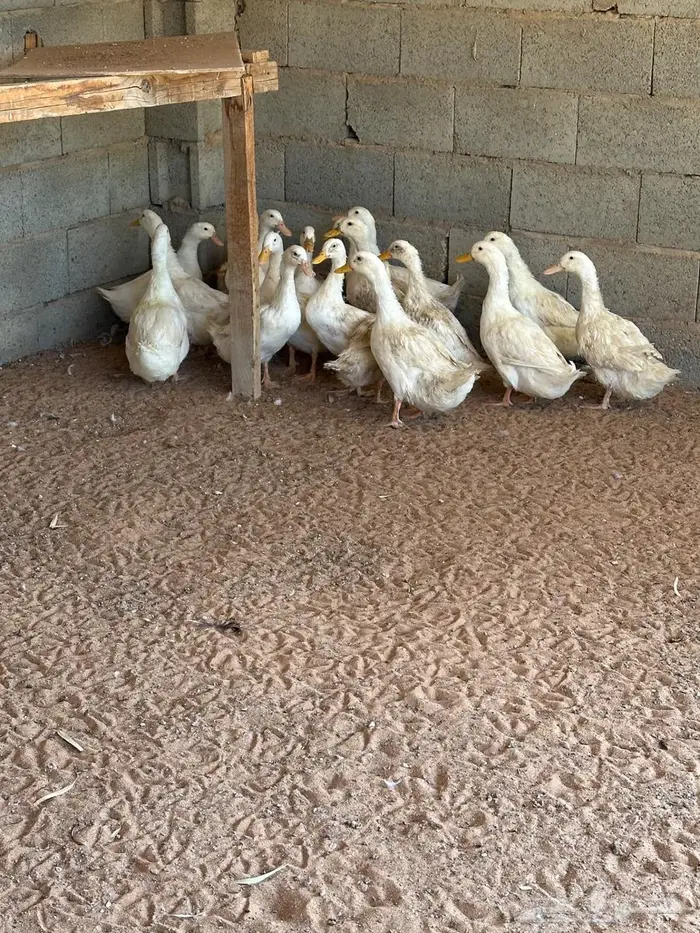 دجاج عمر شهرين ونص وبط بكيني بياض 0