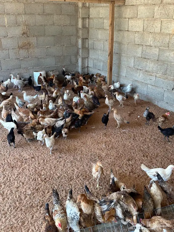 دجاج عمر شهرين ونص وبط بكيني بياض 2