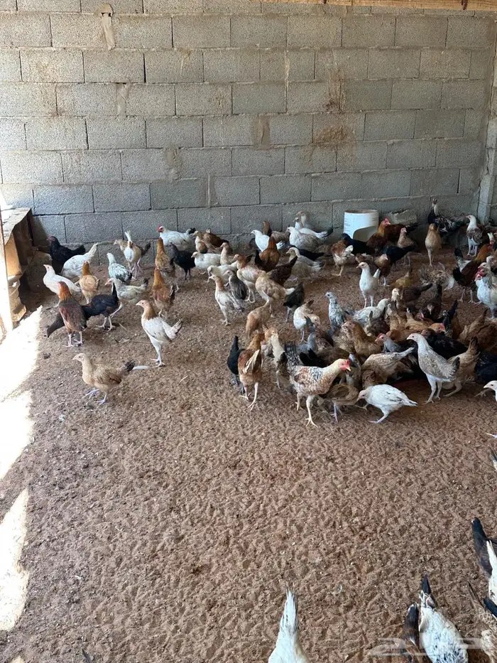 دجاج عمر شهرين ونص وبط بكيني بياض 3