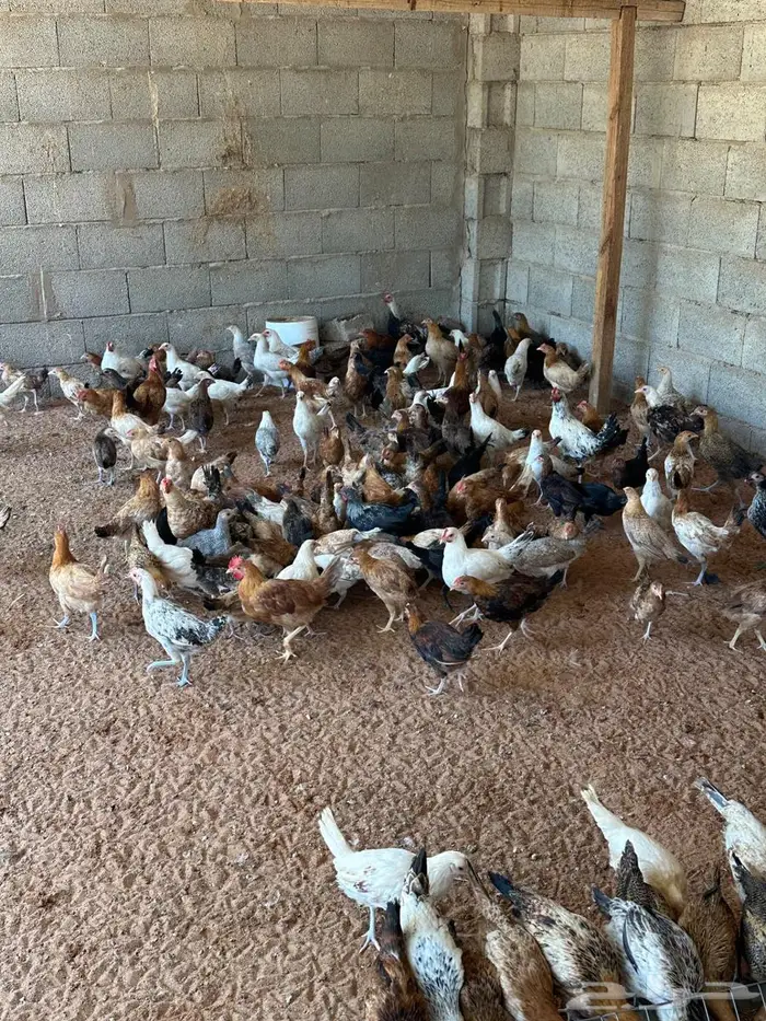 دجاج عمر شهرين ونص وبط بكيني بياض 4