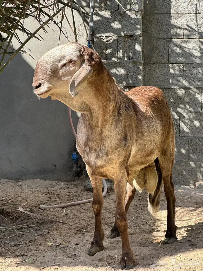 للبيع فحل سواكني 0