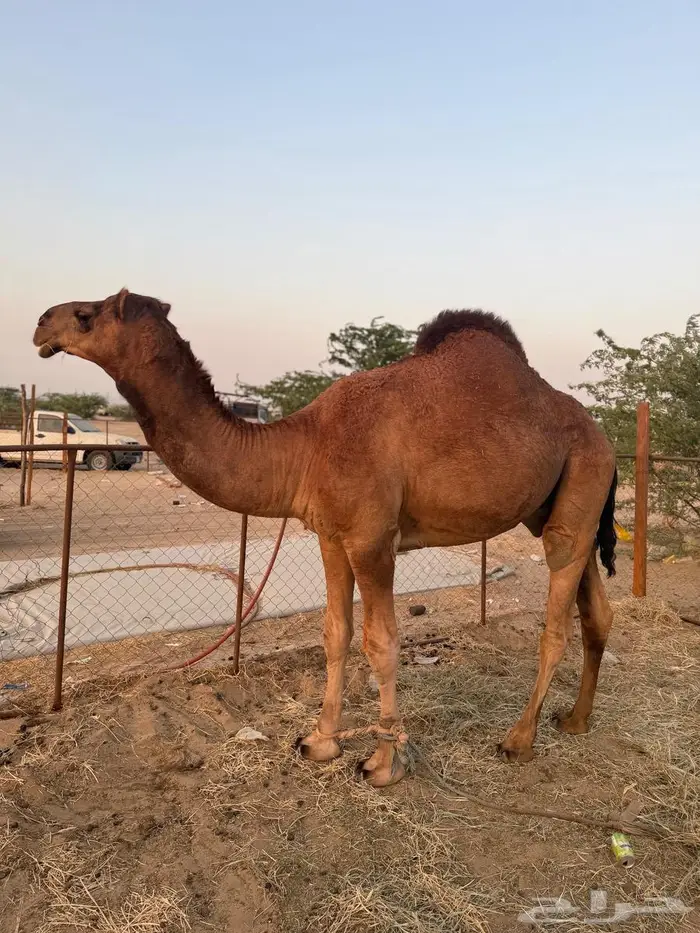 للبيع قعود فاخر 4