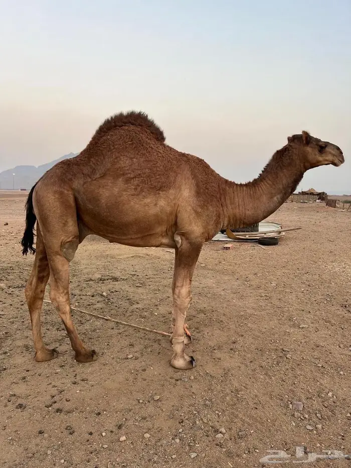 للبيع قعود فاخر 2