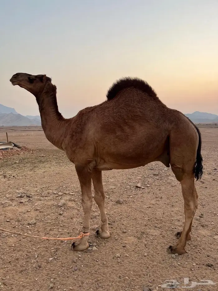 للبيع قعود فاخر 1