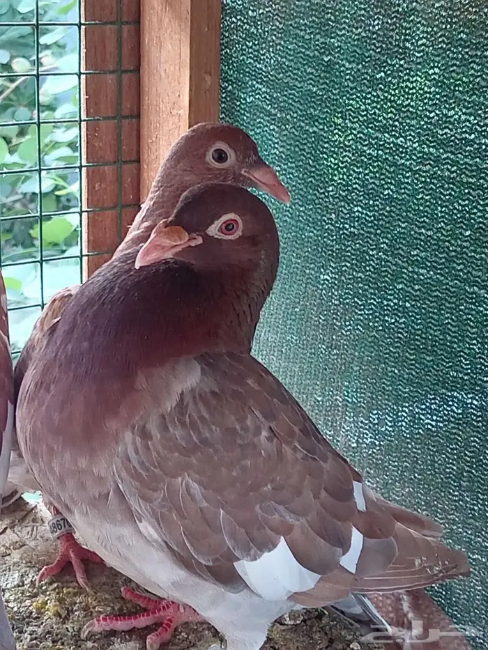 زواجل كارل ميولمز سباق 0