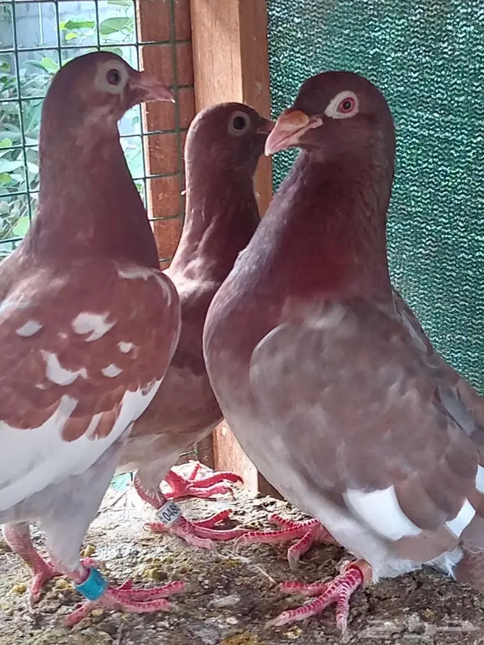 زواجل كارل ميولمز سباق 1