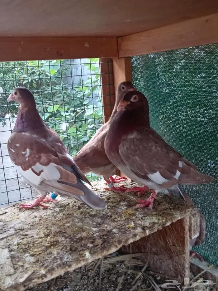 زواجل كارل ميولمز سباق 2