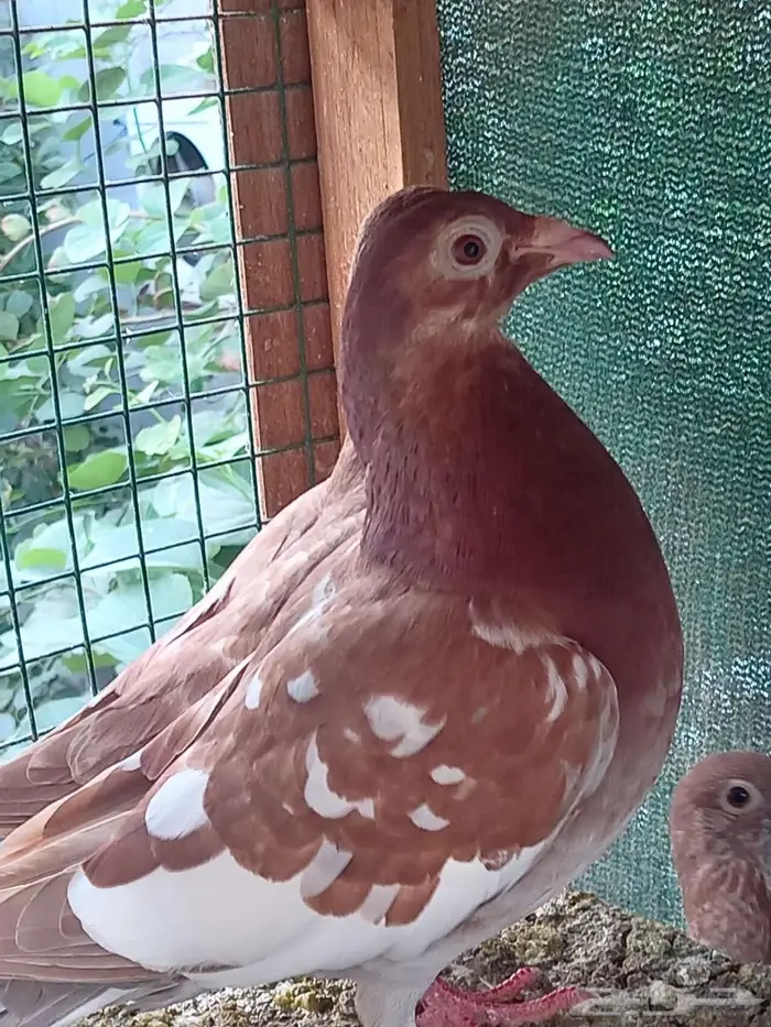 زواجل كارل ميولمز سباق 3