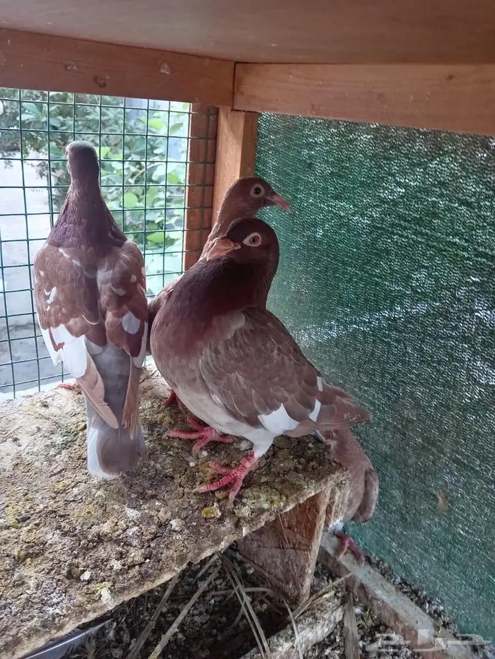 زواجل كارل ميولمز سباق 4