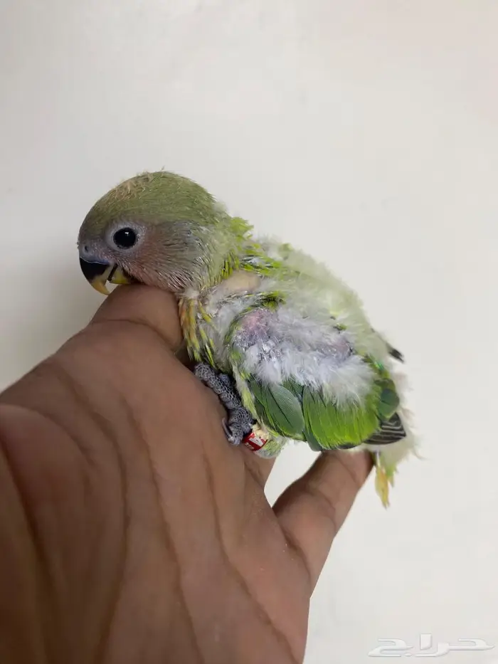 فروخ روز غر 0