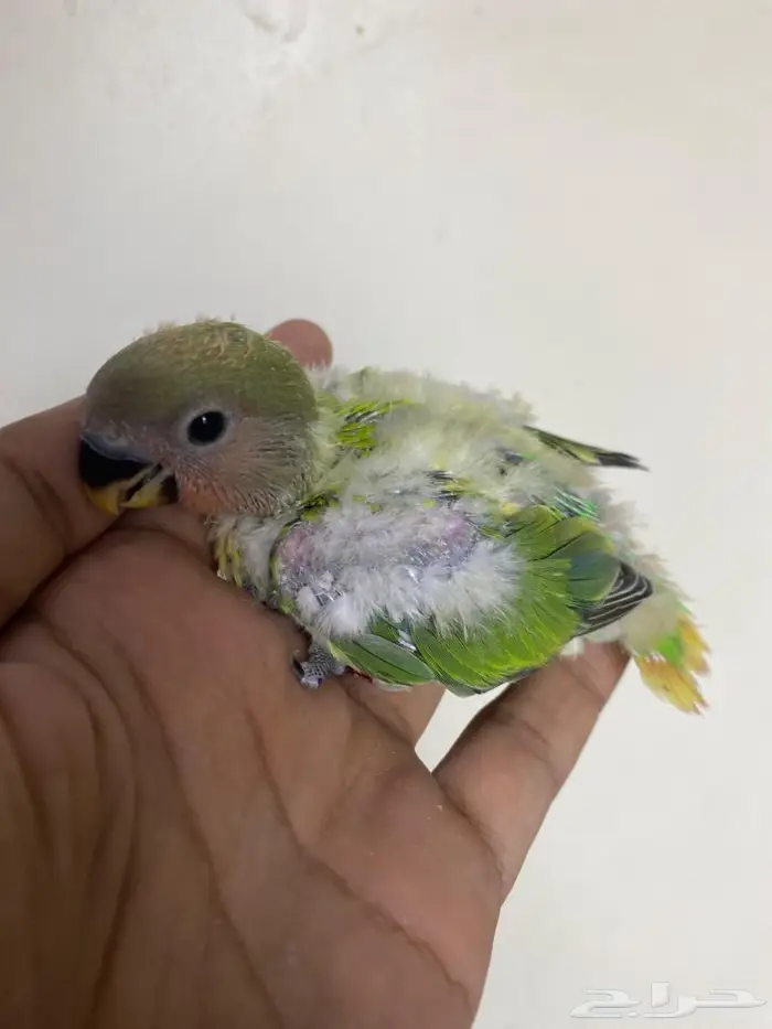 فروخ روز غر 1