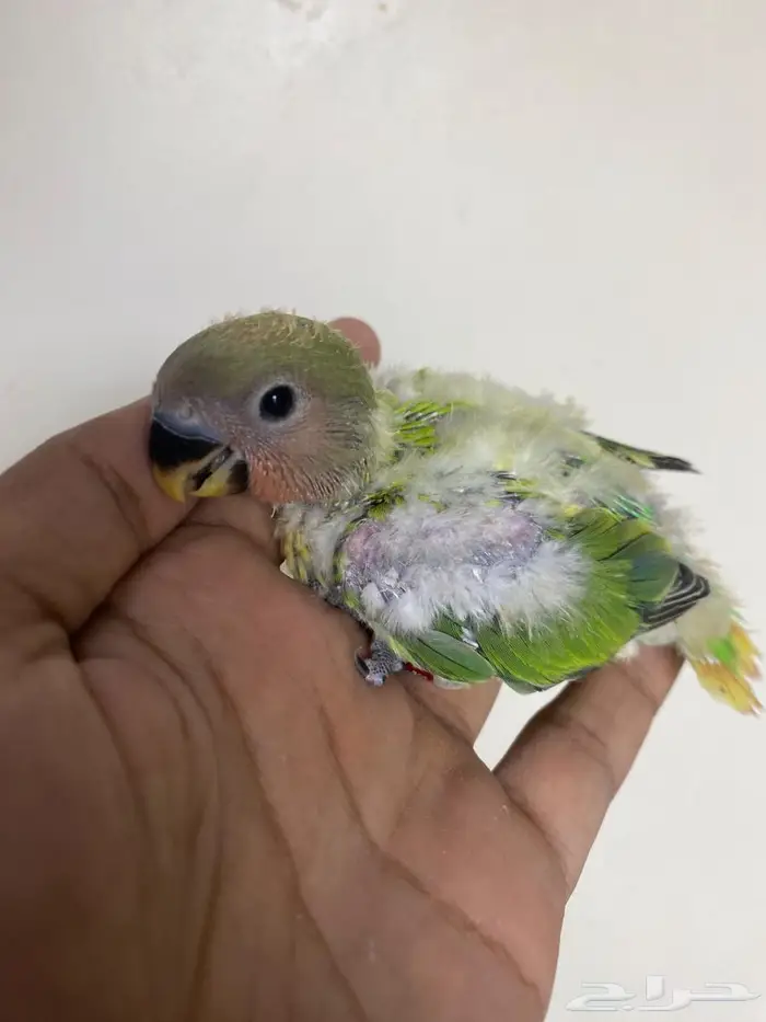 فروخ روز غر 3