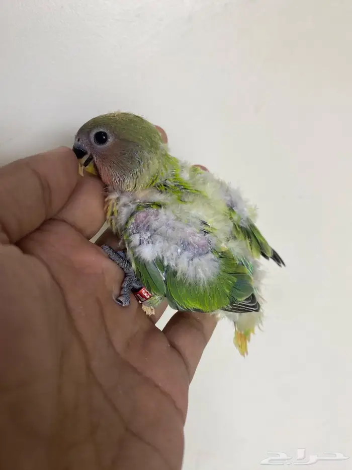 فروخ روز غر 5