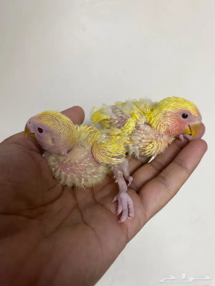 فروخ روز غر 6