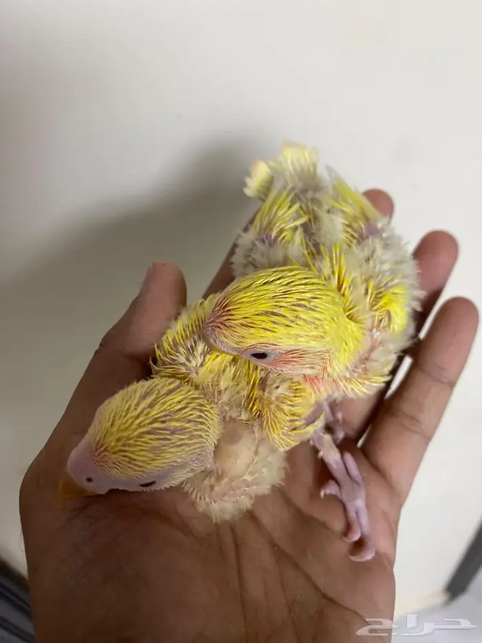 فروخ روز غر 8