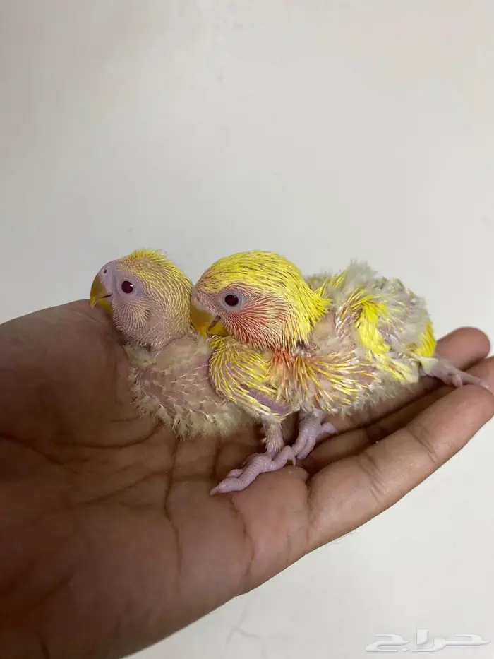 فروخ روز غر 7