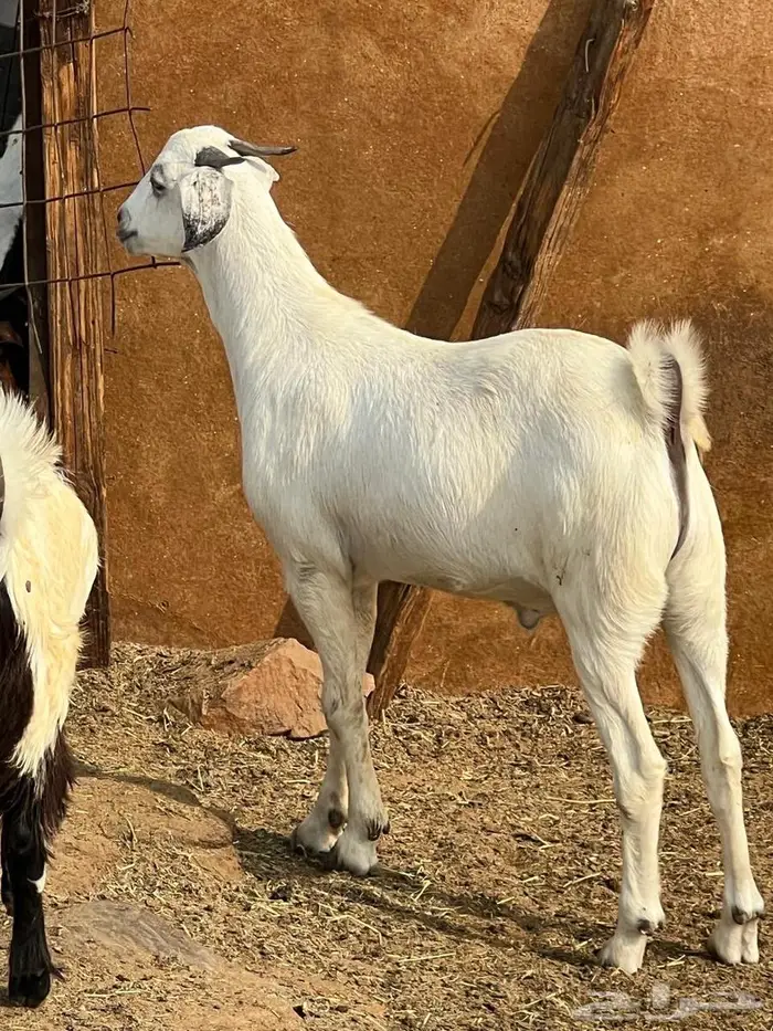 تيوس بلدي فل شحم ع الشرط بلديه 2