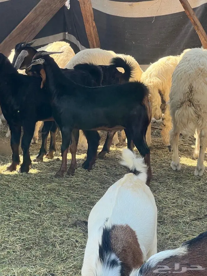 تيوس بلدي فل شحم ع الشرط بلديه 0