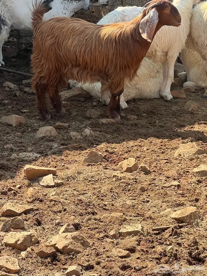 تيوس بلدي فل شحم ع الشرط بلديه 1