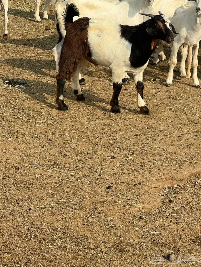 تيوس بلدي فل شحم ع الشرط بلديه 4