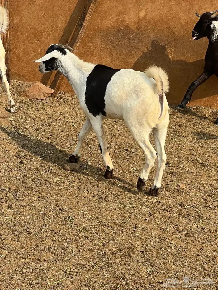 تيوس بلدي فل شحم ع الشرط بلديه 3