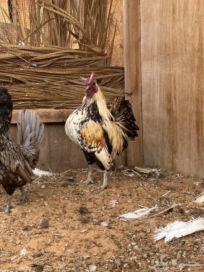 دجاج فصايل مختلفه باكستاني وحباحب كوبرا عربي وبلدي جامبو 1