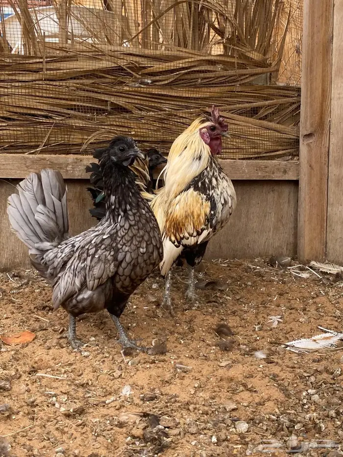 دجاج فصايل مختلفه باكستاني وحباحب كوبرا عربي وبلدي جامبو 3