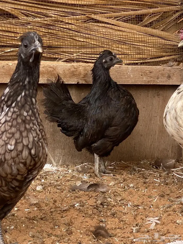 دجاج فصايل مختلفه باكستاني وحباحب كوبرا عربي وبلدي جامبو 2