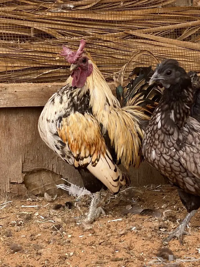 دجاج فصايل مختلفه باكستاني وحباحب كوبرا عربي وبلدي جامبو 0