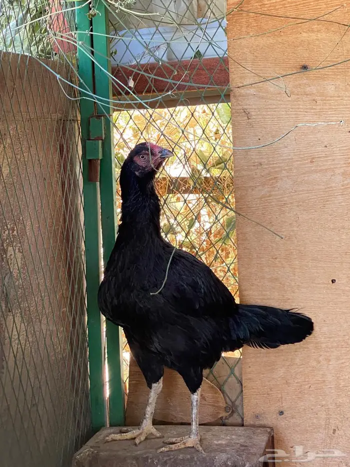 دجاج فصايل مختلفه باكستاني وحباحب كوبرا عربي وبلدي جامبو 4