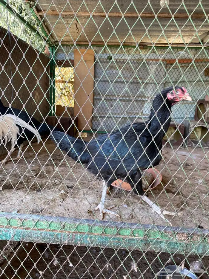 دجاج فصايل مختلفه باكستاني وحباحب كوبرا عربي وبلدي جامبو 6