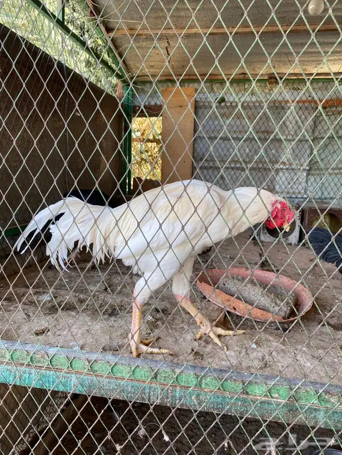 دجاج فصايل مختلفه باكستاني وحباحب كوبرا عربي وبلدي جامبو 5
