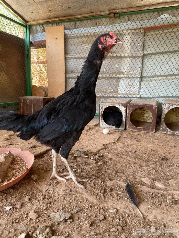 دجاج فصايل مختلفه باكستاني وحباحب كوبرا عربي وبلدي جامبو 7