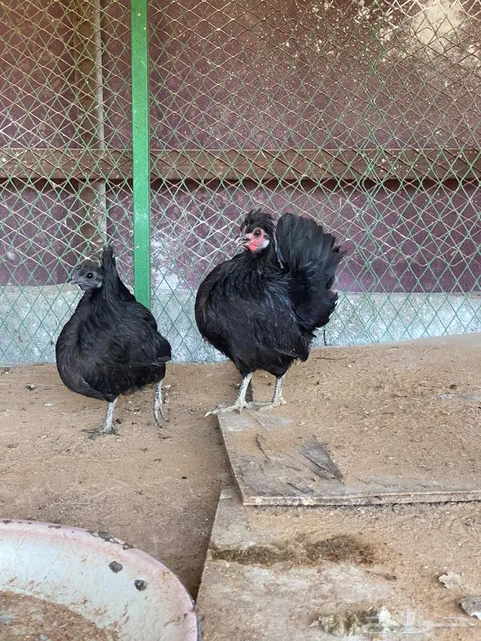 دجاج فصايل مختلفه باكستاني وحباحب كوبرا عربي وبلدي جامبو 8