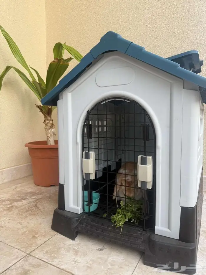 ارنب هولند لوب بني وابيض مع بيته (ينبع) 0