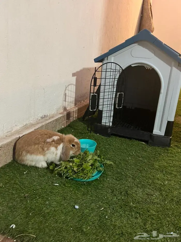 ارنب هولند لوب بني وابيض مع بيته (ينبع) 1