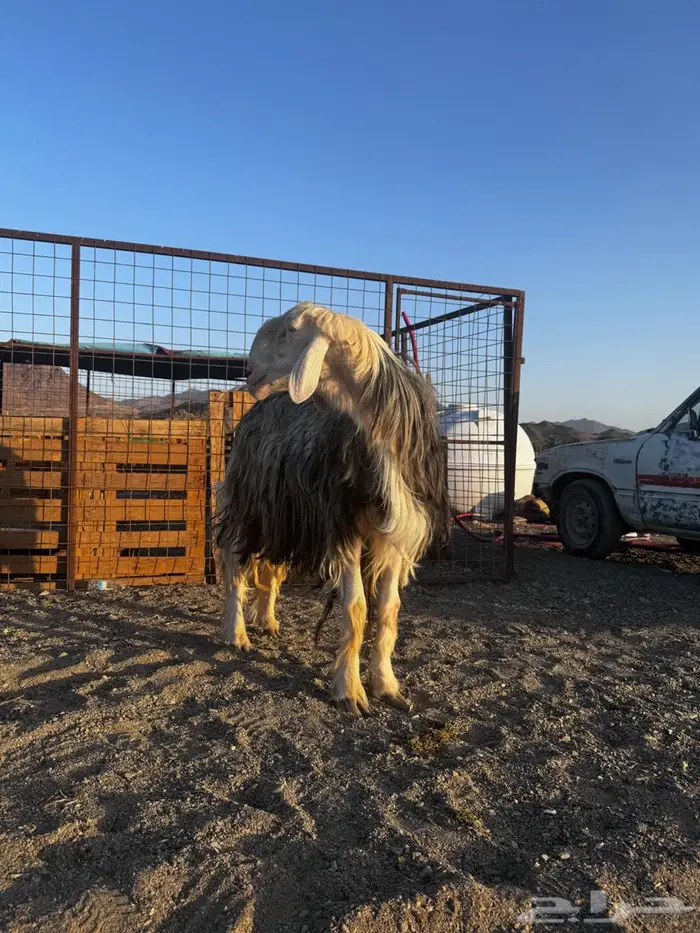 طلي فحل نجدي صنف فاخر 2