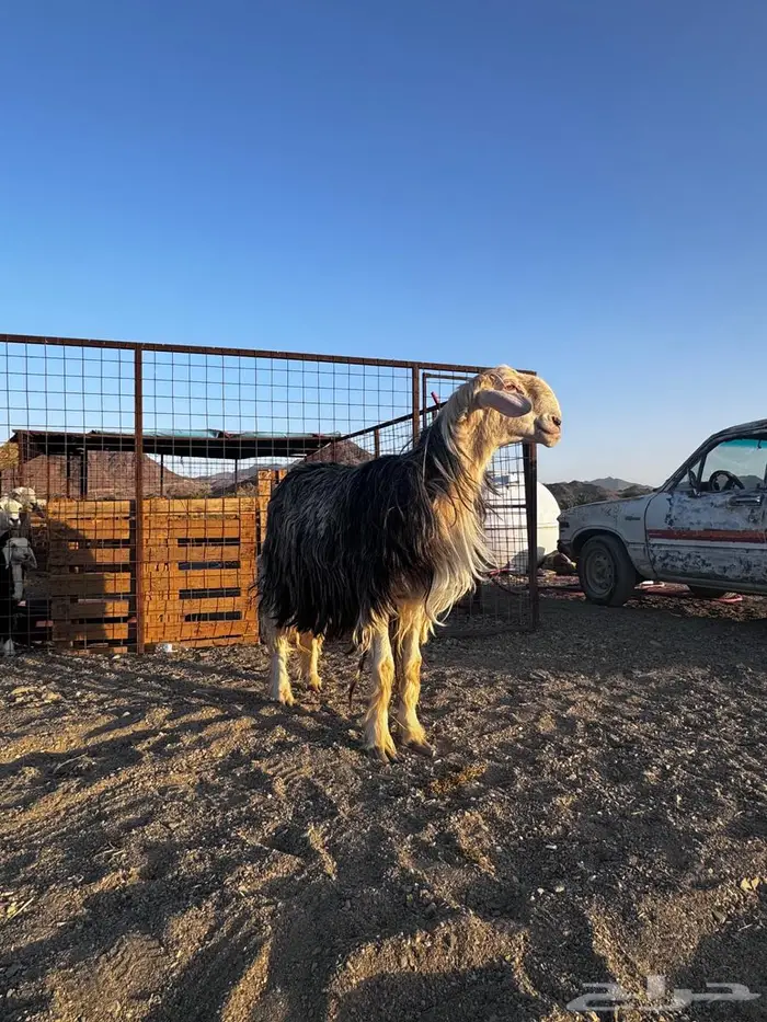 طلي فحل نجدي صنف فاخر 0