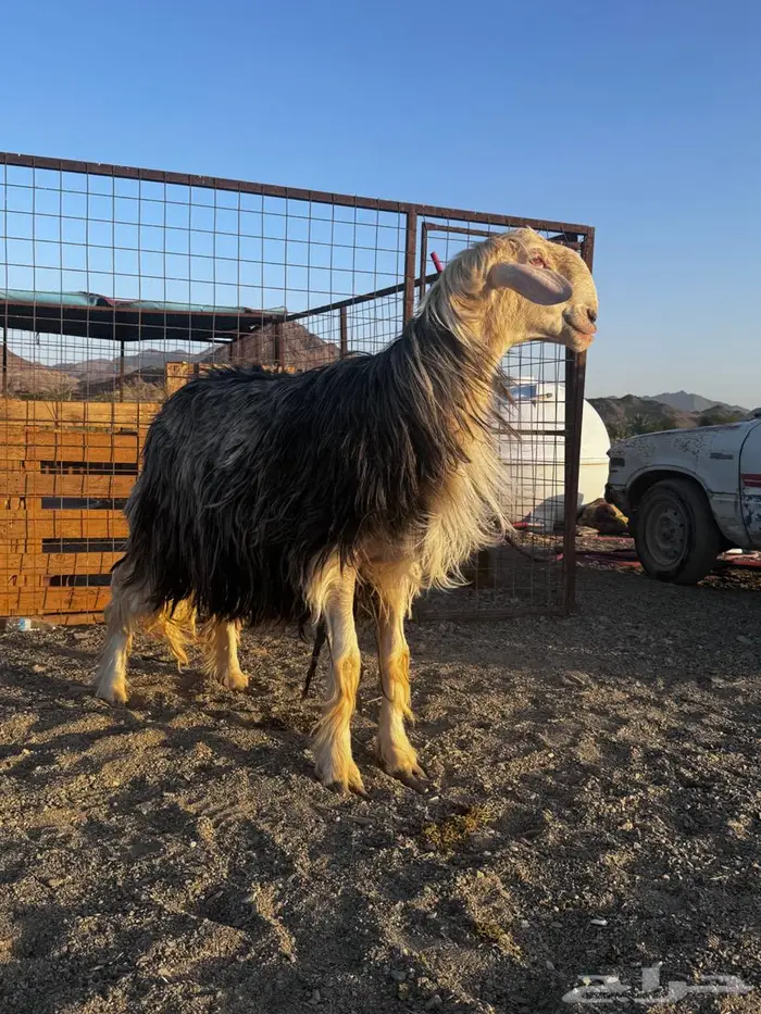 طلي فحل نجدي صنف فاخر 1