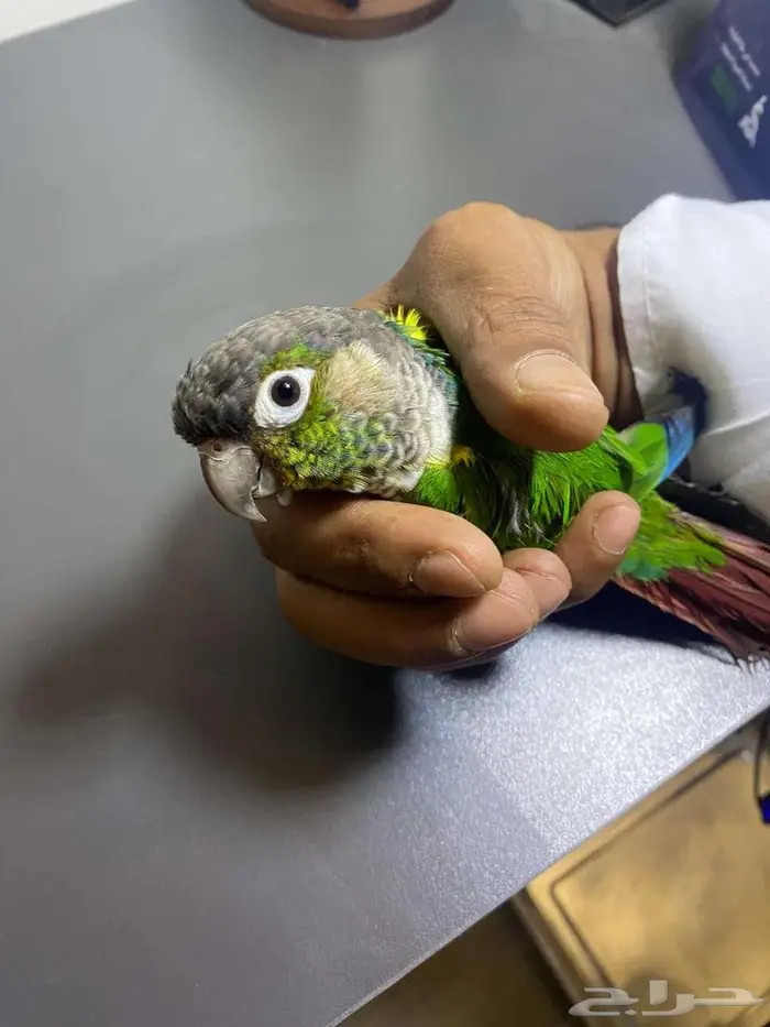 كنيور للبيع 1