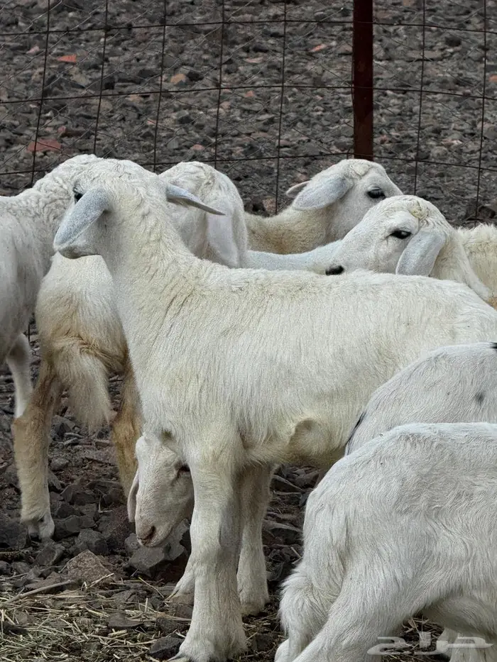 طليان ورخال للبيع 1