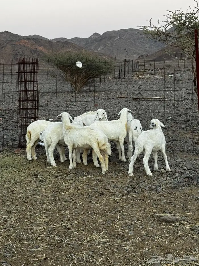 طليان ورخال للبيع 2