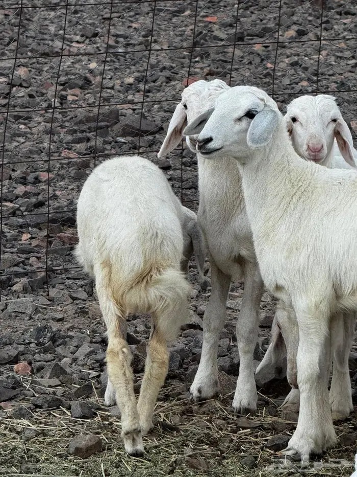 طليان ورخال للبيع 3