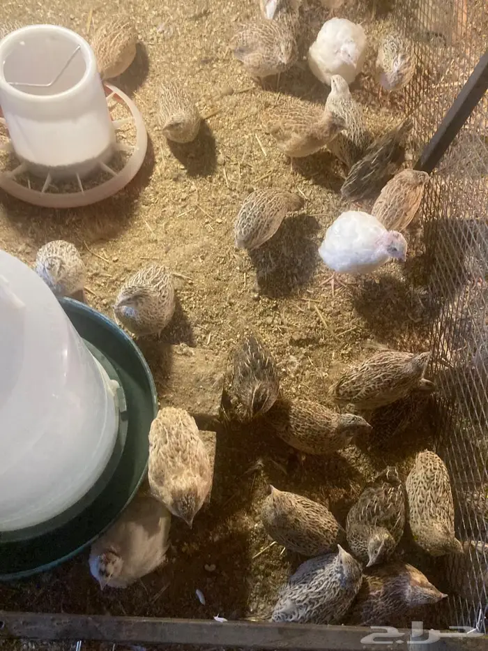 سمان للبيع 1