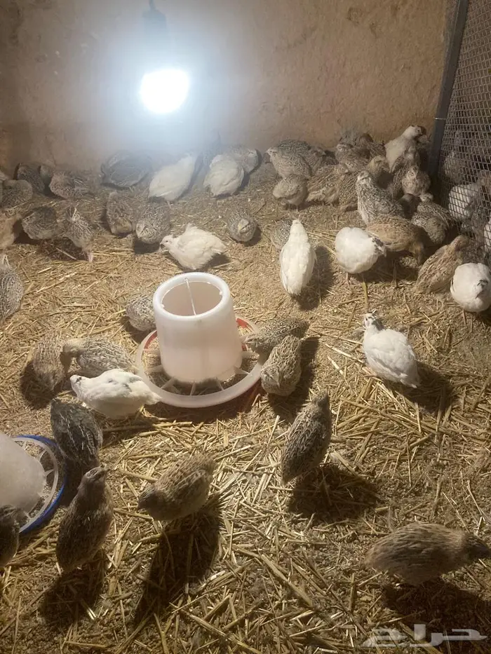 سمان للبيع 3