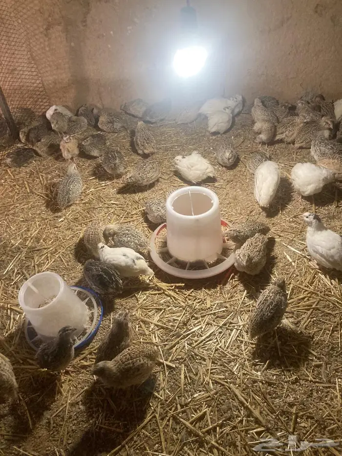 سمان للبيع 2