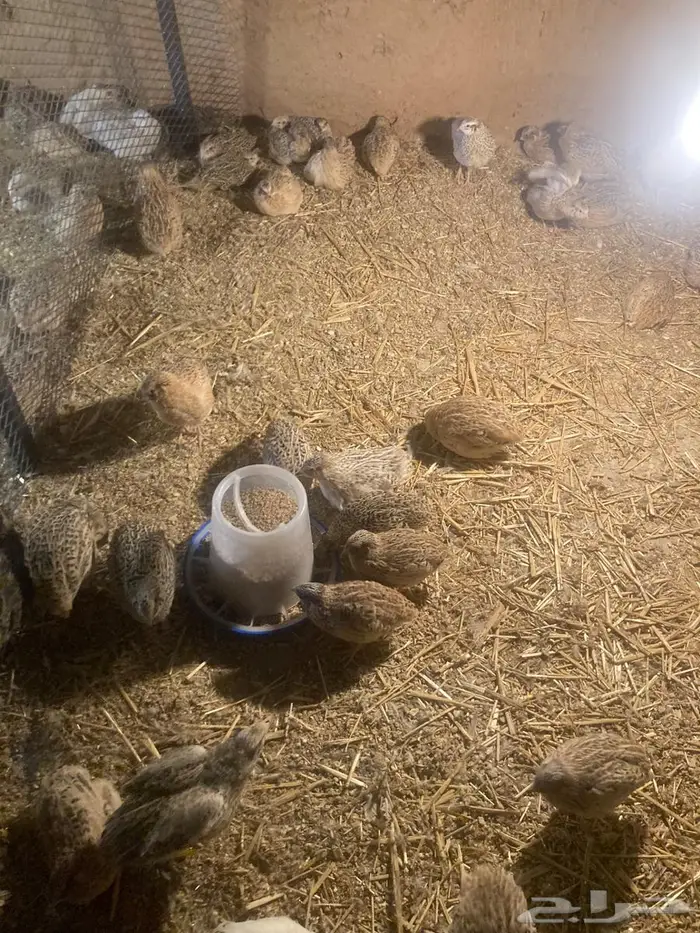 سمان للبيع 4